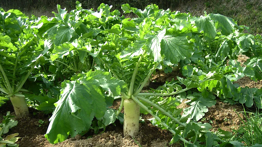 Дайкон: необычный овощ с потрясающими свойствами