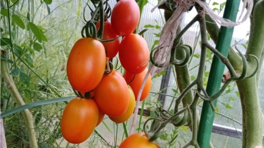 ��� ��������� ������ ���������������� ������� �� 60% � ������� ���� �������