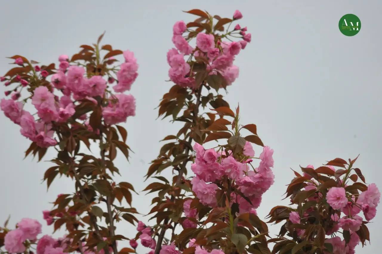 Середина весны: какие сюрпризы приготовила погода?