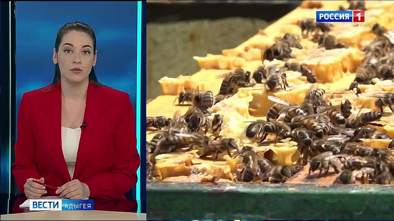 В южных регионах начался сезон цветения фруктовых деревьев, а значит скоро зацветут и первые медоносы - липа и акация