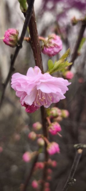 3 ������ �������� �����. ����������� ������� � ��������� ����� +11� +17 �C. ����� 2-3 �/�