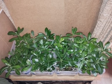 Как укрепить корни адениума в стиле бонсай