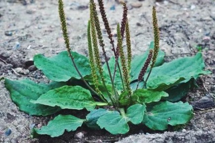 Подорожник в огороде: неожиданный союзник в борьбе за урожай