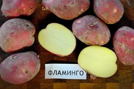 ����� ��������� ��������: �������� ����������� ������� �������