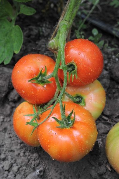 Томат важный индюк: секреты успеха крупного сорта с уникальным именем