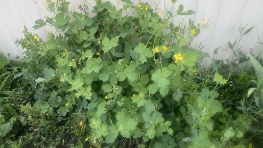 ��������: ������������� ������� ��� ������ ����