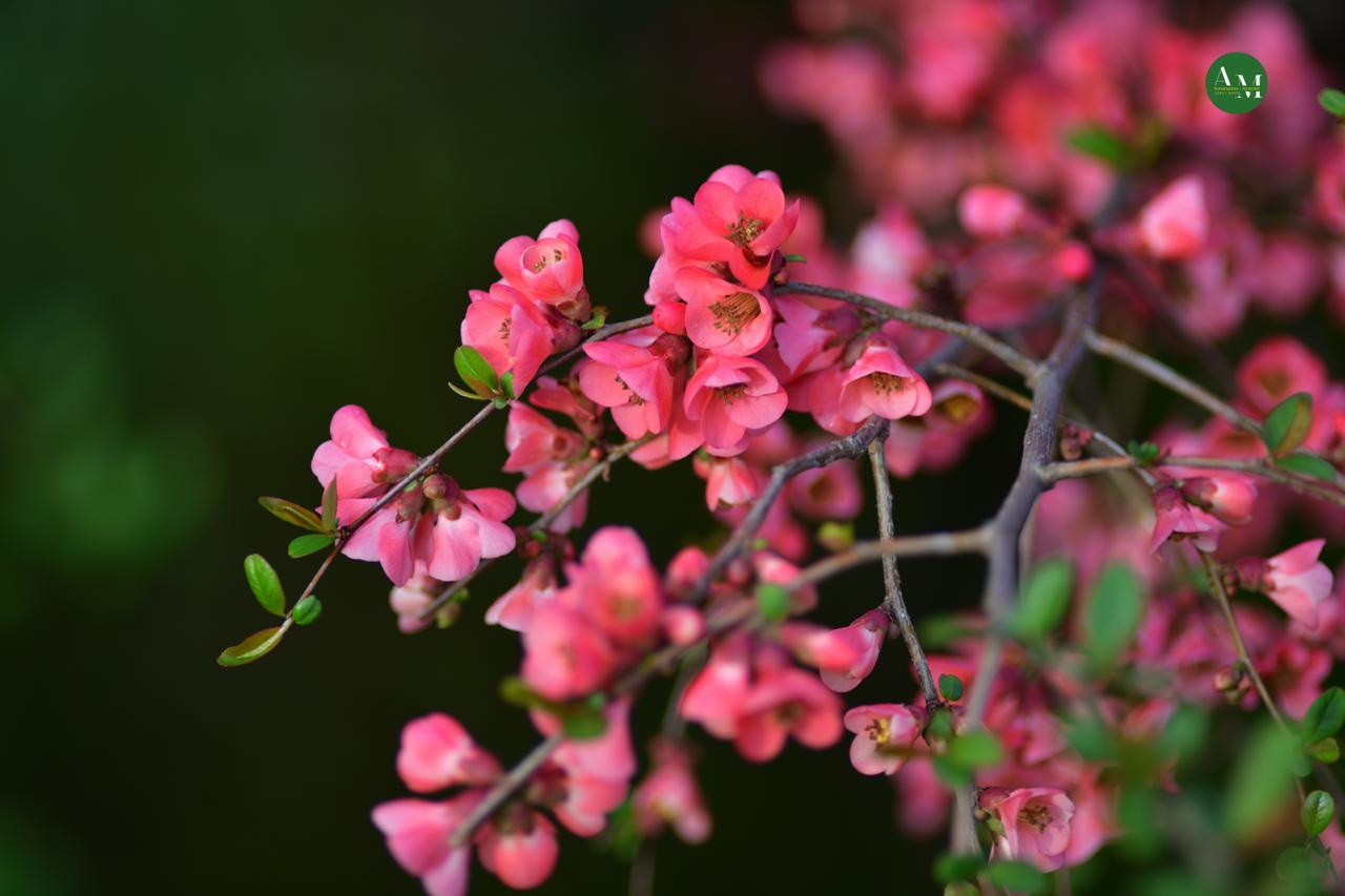Къэгъагъэхэр. Адыгэ макъ в МАХ Къэгъагъэхэр. Адыгэ макъ в МАХ