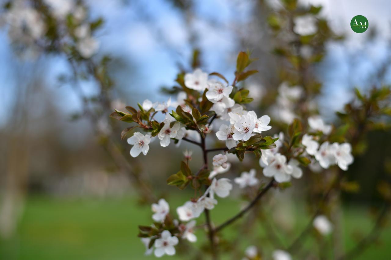 Къэгъагъэхэр. Адыгэ макъ в МАХ