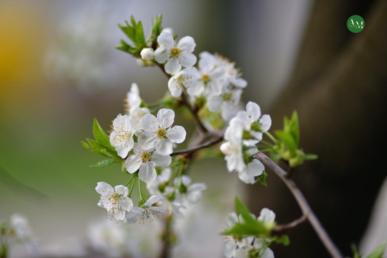 Къэгъагъэхэр. Адыгэ макъ в МАХ Къэгъагъэхэр. Адыгэ макъ в МАХ