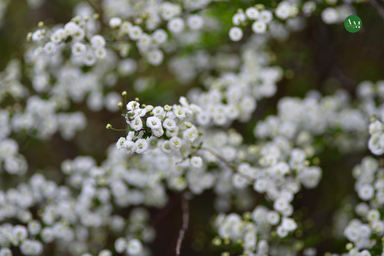 Къэгъагъэхэр. Адыгэ макъ в МАХ Къэгъагъэхэр. Адыгэ макъ в МАХ