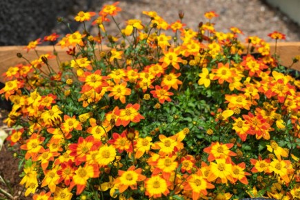 Декоративная череда: очарование биденса и его шикарные сорта