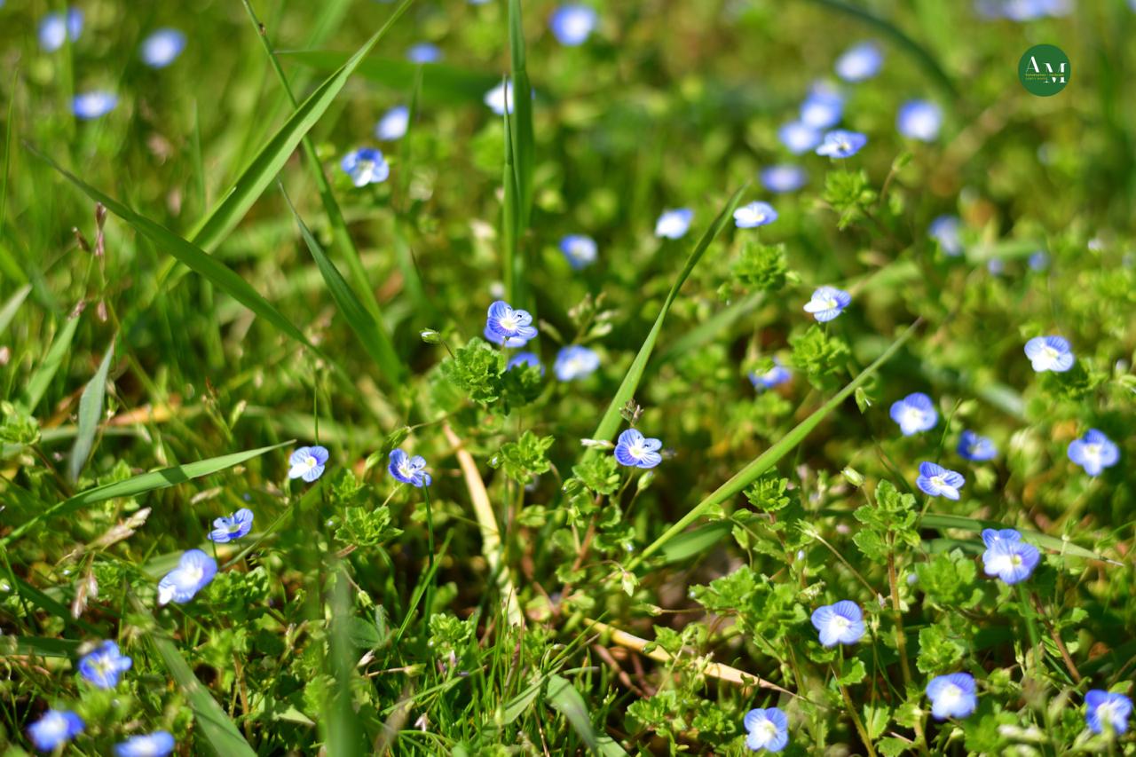 Къэгъагъэхэр. Адыгэ макъ в МАХ Къэгъагъэхэр. Адыгэ макъ в МАХ