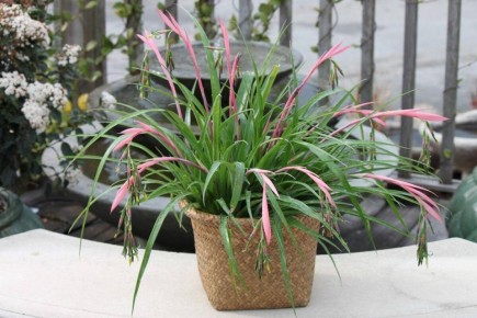 Комнатные растения, которые не навредят вашим кошкам