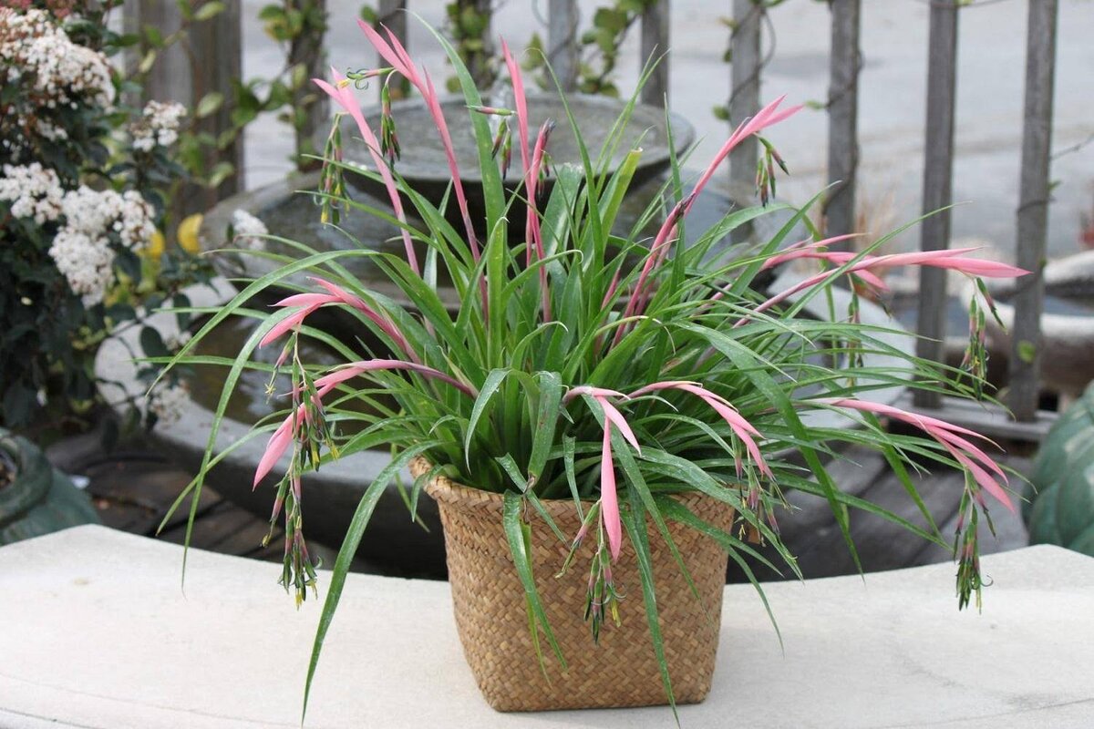 Комнатные растения, которые не навредят вашим кошкам