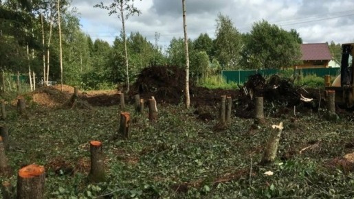 Как законно убирать деревья на своем участке: советы экспертов