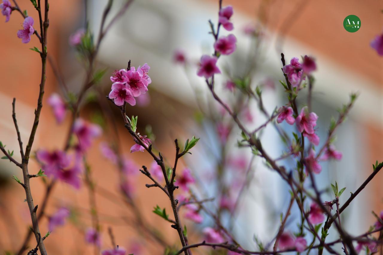 Къэгъагъэхэр. Адыгэ макъ в МАХ Къэгъагъэхэр. Адыгэ макъ в МАХ