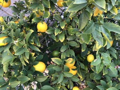 Почему ваш лимон не плодоносит: скрытые причины и решения