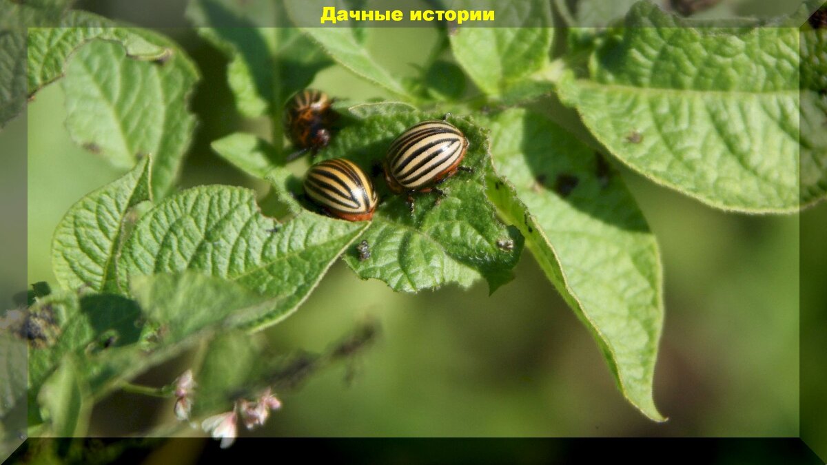 Как бороться с колорадским жуком без химии: наблюдение за одним народным методом