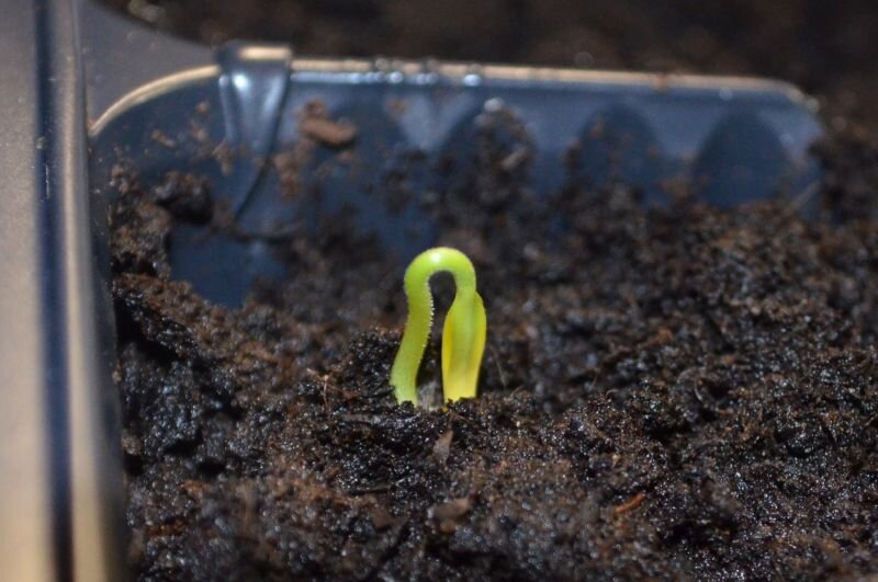 Почему семена перца не прорастают: основные причины и советы по уходу