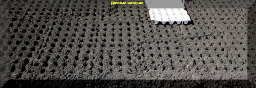 Ранний посев: советы по высадке укропа, редиса, гороха и салата