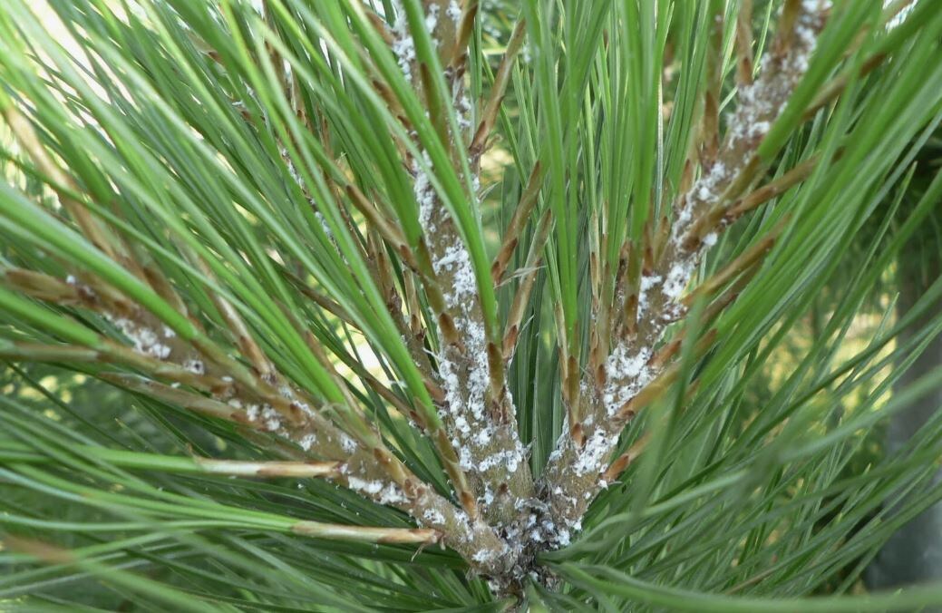 Как спасти сосны от хермеса: эффективные советы для дачников