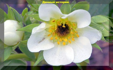 ��������� �������� �� �����������: ������ �� ����� �� � �� ����� ��������