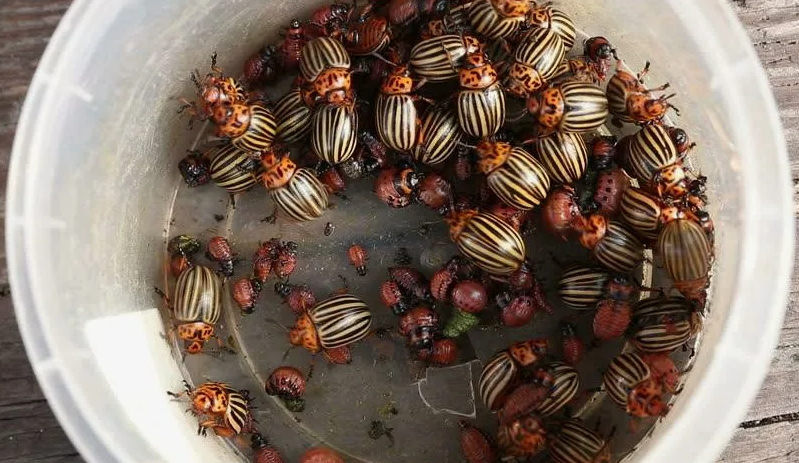 Поражение колорадского жука: как защитить картошку без химии