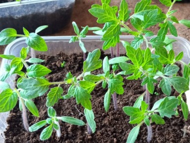 Уход за рассадой томатов после пикировки: секреты успешного роста