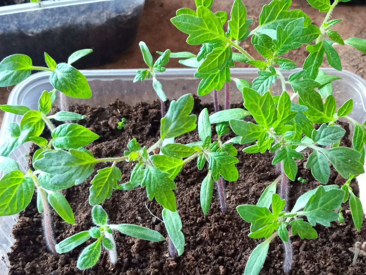 Уход за рассадой томатов после пикировки: секреты успешного роста