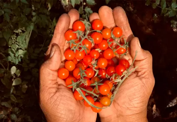 Томат Цыпочка: необычный сорт с высоким урожаем и индивидуальным характером