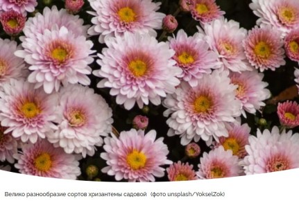 Как правильно выбрать хризантемы для осеннего сада