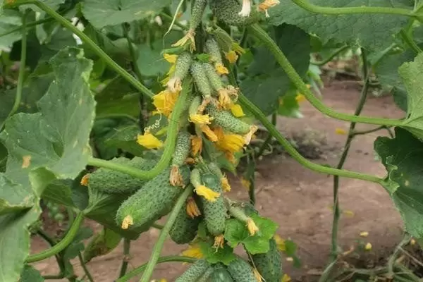 Огурцы Гирлянда: секреты успешного урожая и советы по уходу