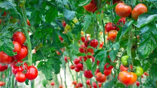 Как корневая подкормка помогает получить рекордный урожай томатов