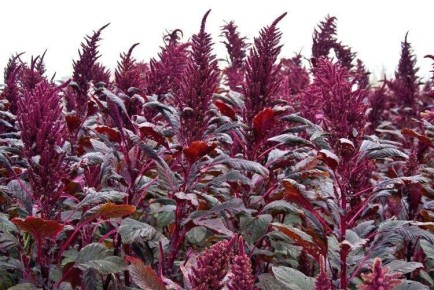 ������� ��������: ��� ������� ������ ���� ������� �������?