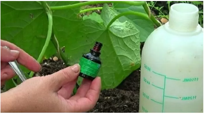 Удивительный секрет роста огурцов: как молоко и йод преобразят ваш урожай