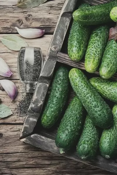 Малыши-карандаши: идеальный ранний огурец для вашего огорода