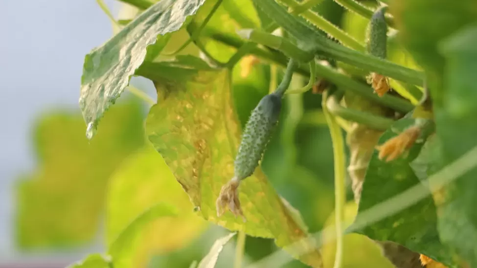 Как спасти огурцы от жары: лучшие практики для дачников