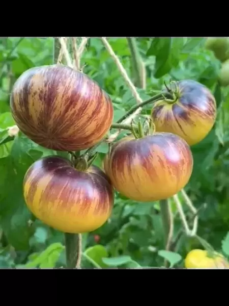 Томат Кейли Энн: сладость и красота на вашем огороде