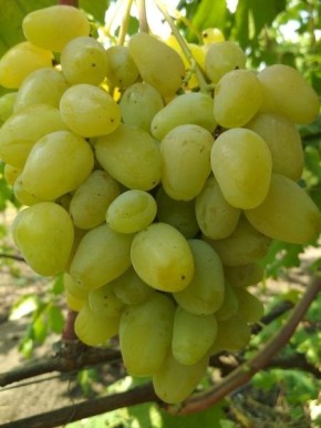 Виноград Гордей: ранний сорт с хрустящими ягодами