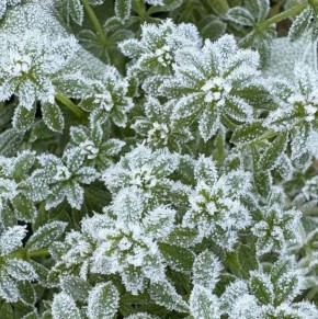 ����������� ������������ ��������� � ��������� ��� ��� � ������