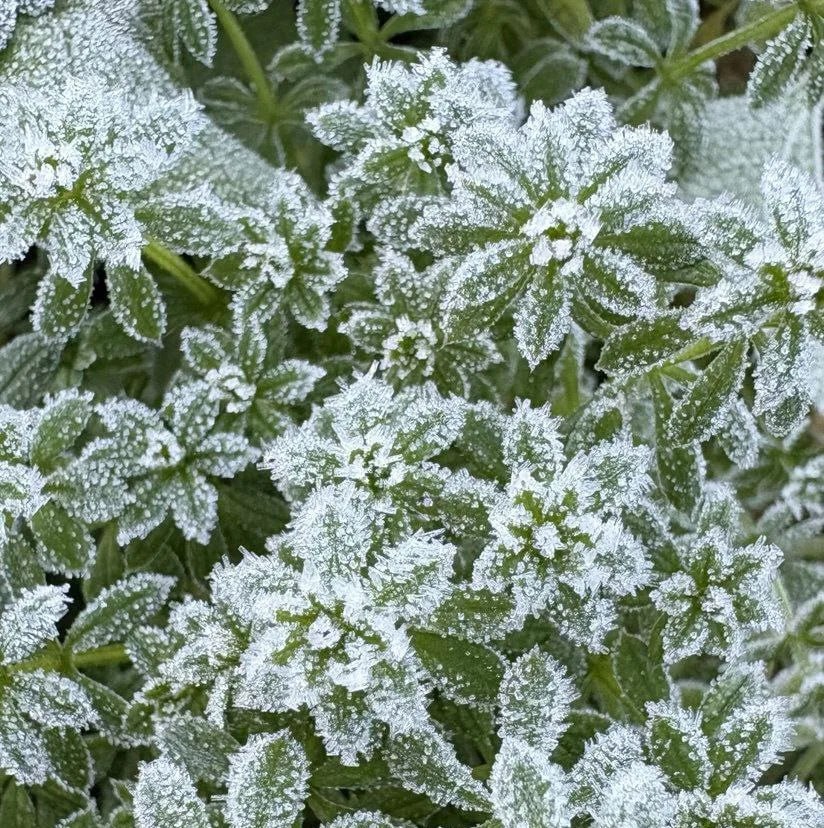 Метеорологи прогнозируют заморозки в ближайшие три дня в Адыгее