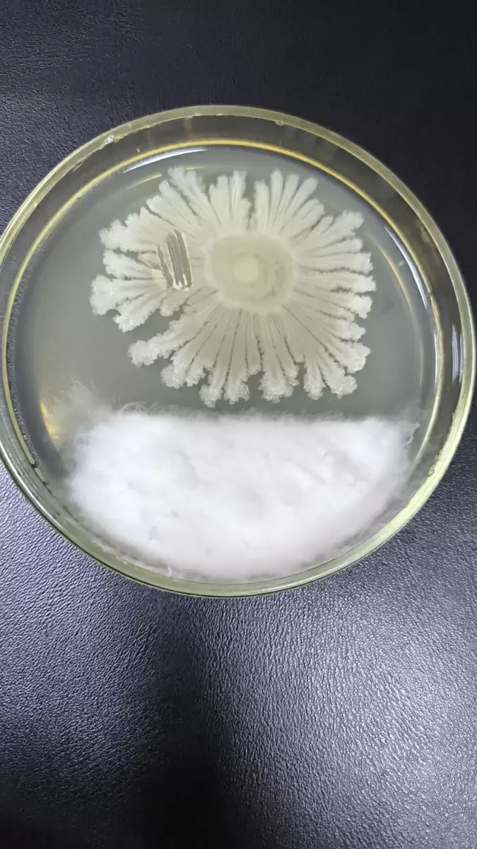 Солнышко сражается с фузариумом и защищает растения