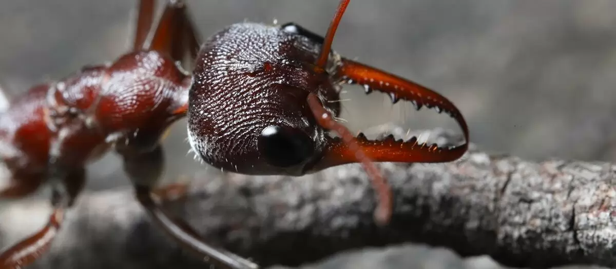 Опасные муравьи: неожиданные угрозы, о которых стоит знать