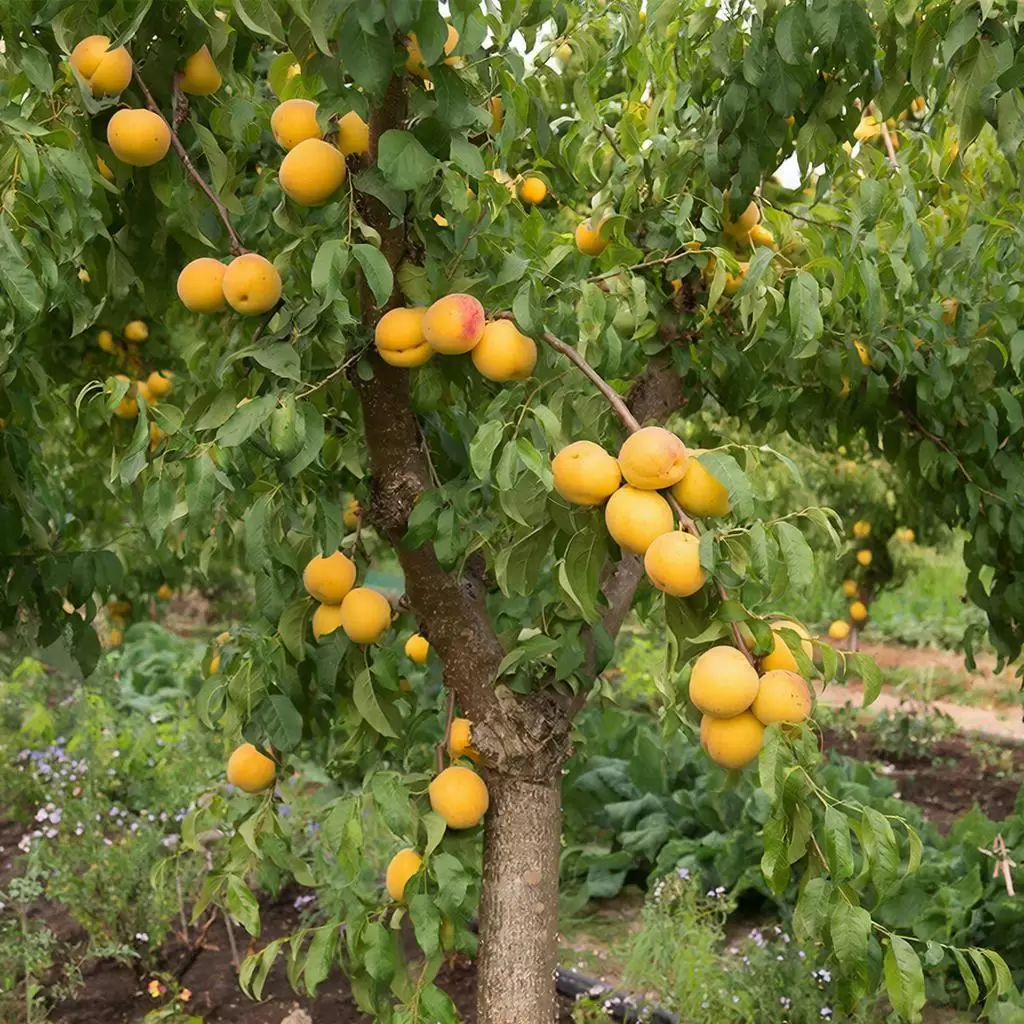 Абрикосовый миф Хунзы: Как фрукт стал символом долголетия