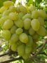 Виноград Гордей: ранний сорт с хрустящими ягодами