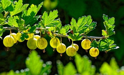 Очарование крыжовника: новые рецепты пирогов для летнего стола