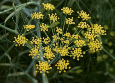 ������ ����� �� �����? ������� ������� ������� � ��� � ���� ����������