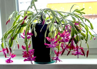 Секреты цветения рождественского кактуса: советы от экспертов