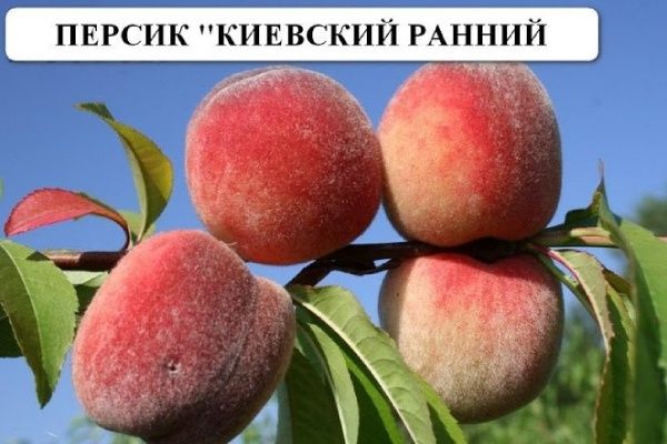 ������ �������� ������: ��������� ������� �����