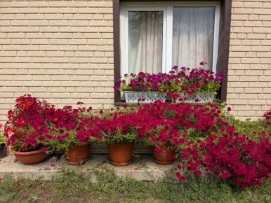 Возвращение в сад: пять вопросов о растениях и уходе за ними